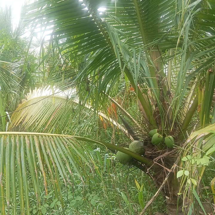 Đất vườn dừa 6129m² xã Châu Bình, Giồng Trôm giá 295 triệu - Cơ hội đầu tư lý tưởng!