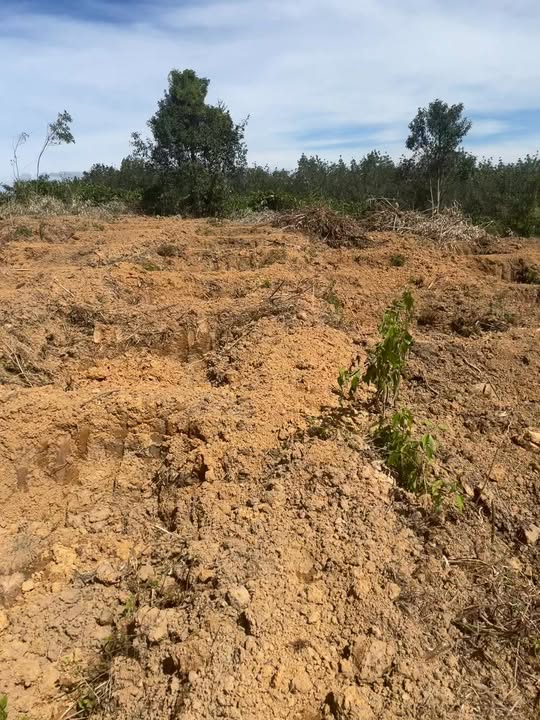 Đất trống Đắk La 13,000m² giá thỏa thuận - Tiềm năng đầu tư lớn!