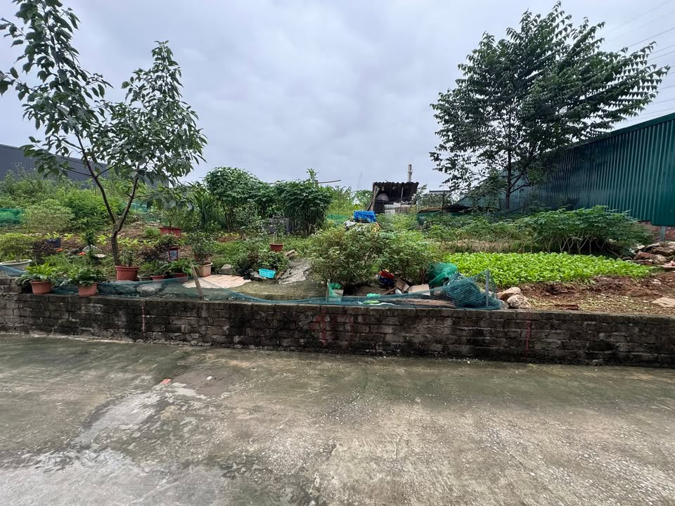 Đất nền đường Hùng Vương, Việt Trì 116m² giá chỉ 1.168 tỷ - Cơ hội đầu tư tuyệt vời!