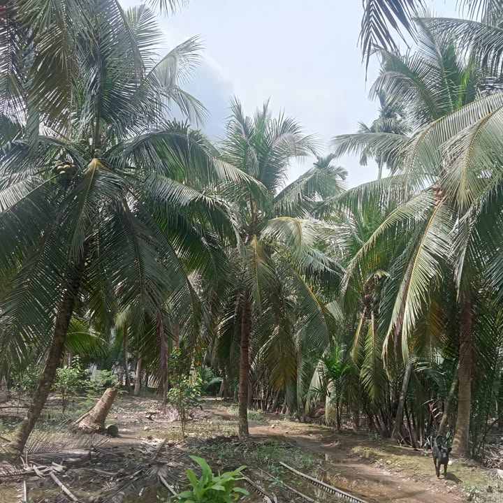 Đất vườn dừa Long Mỹ, Giồng Trôm 2000m² - Đường xe hoa, giá chỉ 700 triệu!