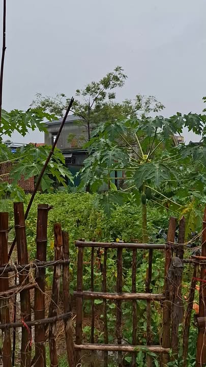 Đất thổ cư Đào Mỹ, Lạng Giang 128m² giá chỉ 9xx triệu - Đầu tư lý tưởng!