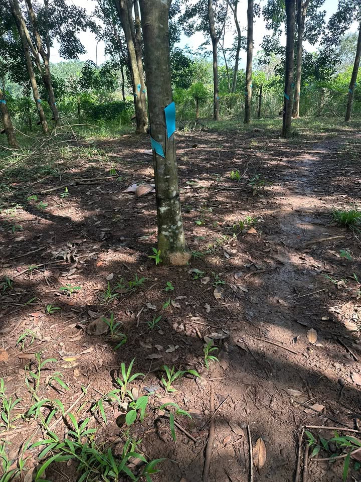 Đất nền 1ha tại Tân Tiến, Bù Đốp - Giá 1.25 tỷ, cơ hội đầu tư hấp dẫn!