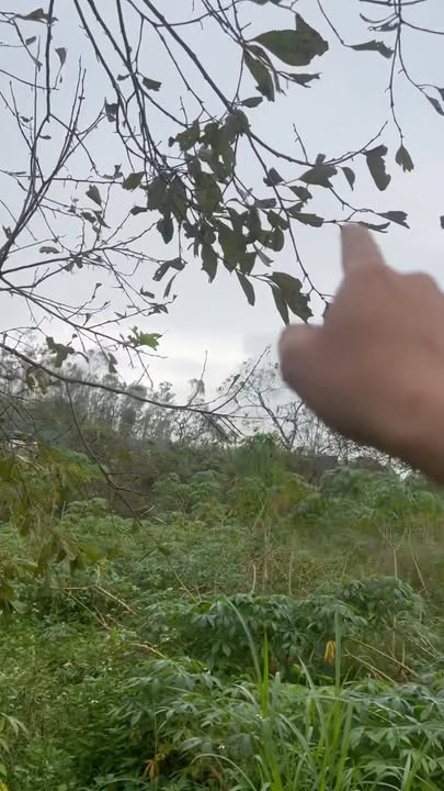 Farm 1000m² xã Nam Xuân giá 2 tỷ - Không khí trong lành, phong thuỷ tốt!