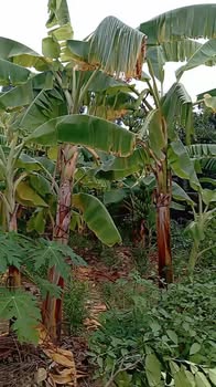 Đất nền Hiệp Hòa Kinh Môn 90m² giá chỉ 100 triệu - Sổ đỏ chính chủ, ô tô vào tận đất!