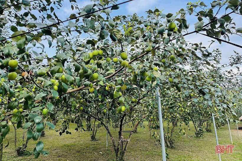 Đất cho thuê 7000m² Hòa Long - Đường rộng ô tô tránh nhau, giá chỉ 4 triệu/tháng!