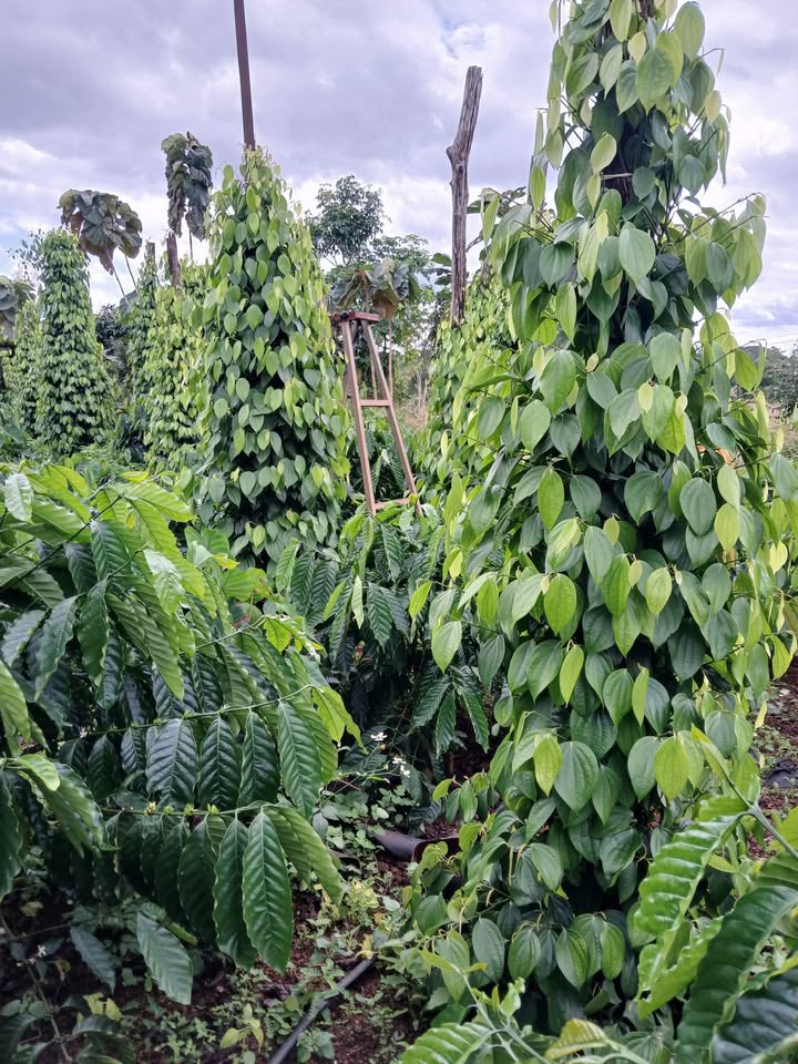 Đất nền Đắk N'Drót 800m² giá 1.03 tỷ - Chốt cứng, đầu tư sinh lời!