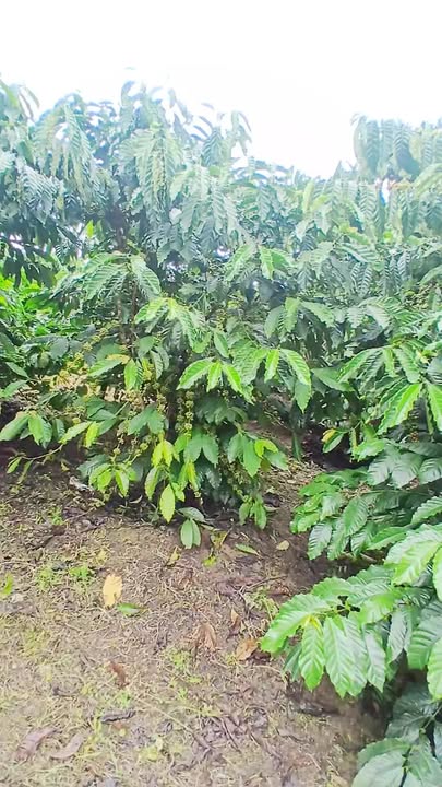 Đất nông nghiệp 1ha2 tại xã Tân Thanh - Giá chỉ 3.1 tỷ, cơ hội đầu tư tuyệt vời!