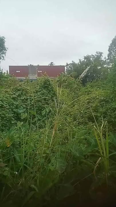 Đất thổ cư 2 mặt tiền Yên Lộc 442.9m² giá 1.1 tỷ - Đường xe con vào tận nơi!