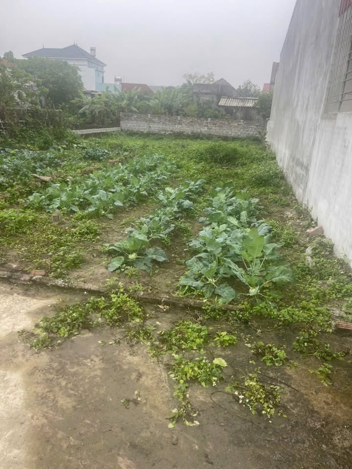 Đất nền Nguyên Hòa, Phù Cừ 70m² giá chỉ 900 triệu - Đường ô tô vào tận nơi!