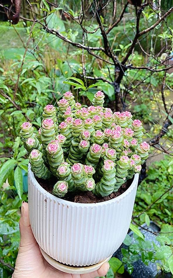 Nhà 3 tầng tại Đồng Tiến, Hòa Bình 52m² giá chỉ 1 tỷ - Chính chủ bán gấp!