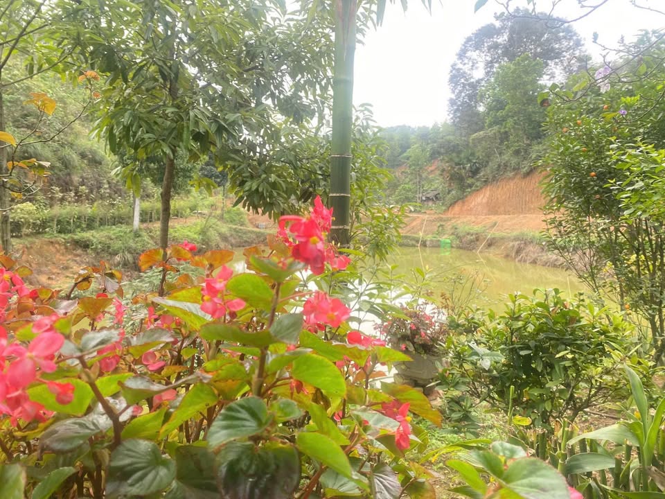 Trang trại mini Yên Bái 1,32ha giá 2 tỷ - Đầu tư sinh lời tối ưu!