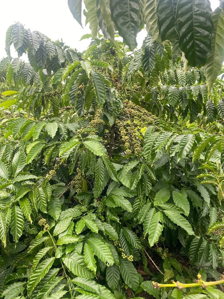 Đất nền Phú Lộc 1980m² giá thỏa thuận - Tiềm năng đầu tư lớn!