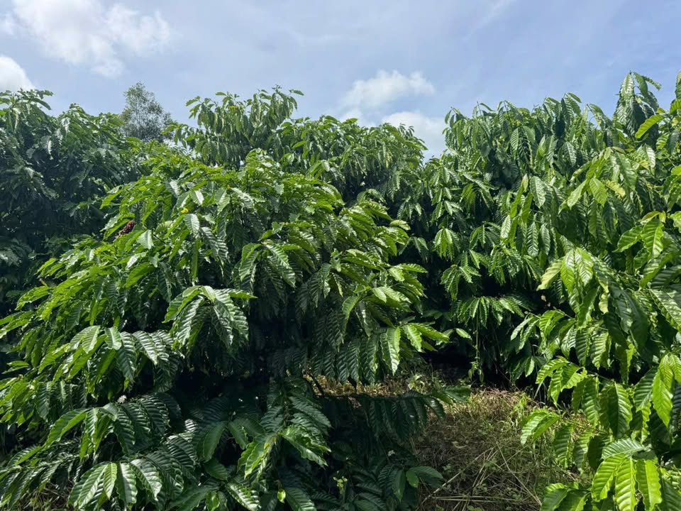 Lô đất 9 xào tại xã Quảng Phú, Đam Rông chỉ 900 triệu - Đầu tư sinh lời ngay!