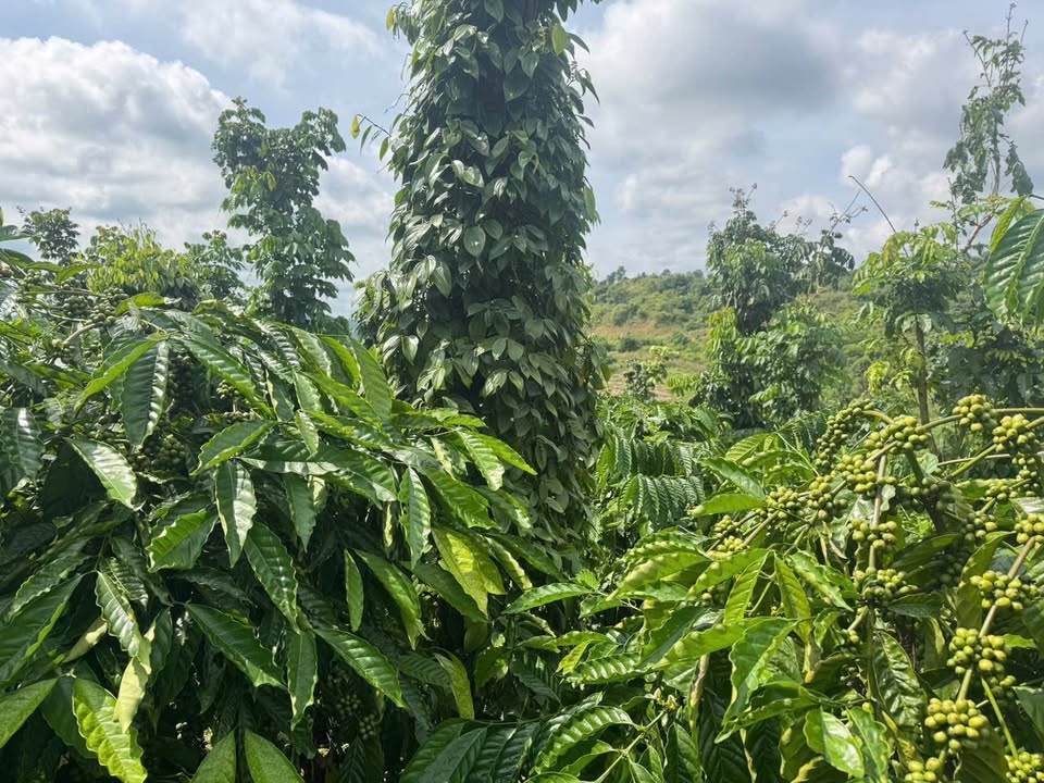 Đất Farm 9000m² tại Long Sơn, Đắk Nông - Giá chỉ 2.6 tỷ, sổ đỏ chính chủ!