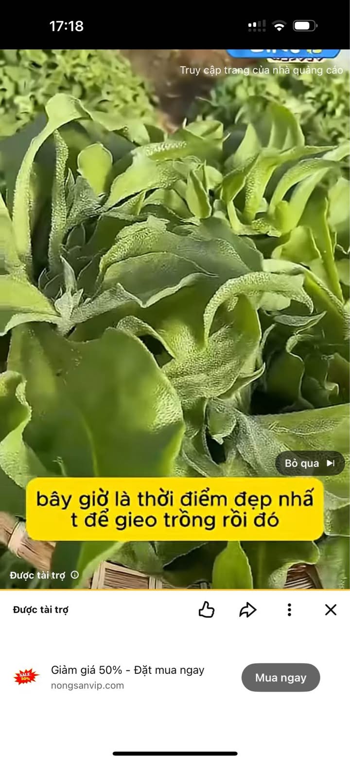 Bán nhà đất hẻm Kim Đồng, Liên Nghĩa 320m² giá 5.5 tỷ - Nhà cấp 4 đẹp, ô tô vào tận nơi!