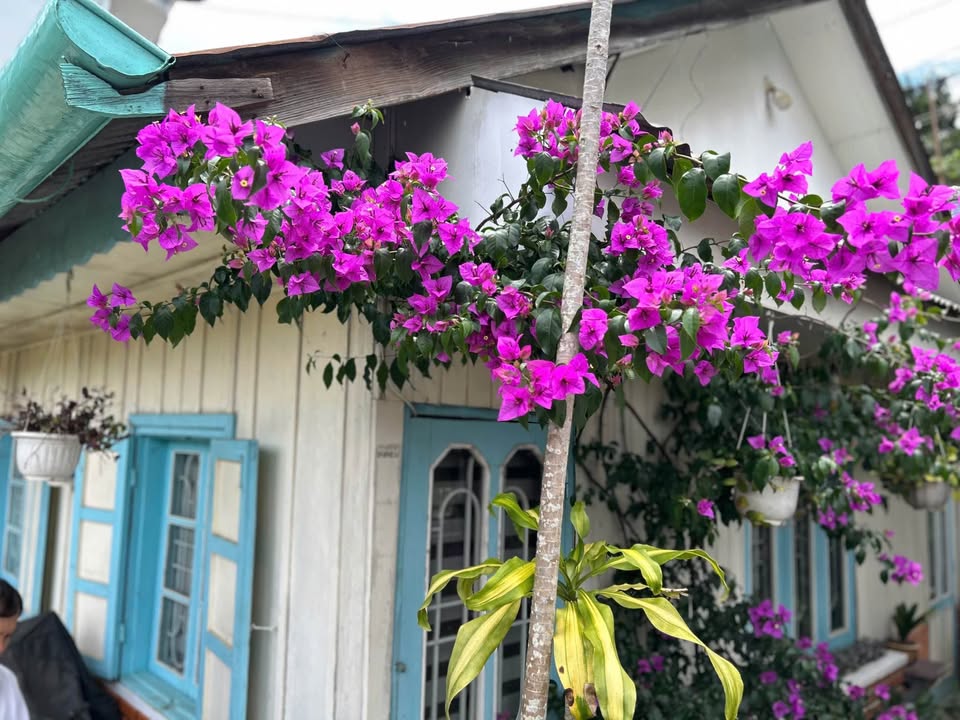 Nhà phố Đào Duy Từ Đà Lạt 232.97m² giá 9 tỷ - Vị trí trung tâm lý tưởng