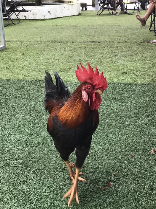 Đất nền Bình Lộc, Long Khánh 110m² - Bán gấp sau chợ Bình Lộc!