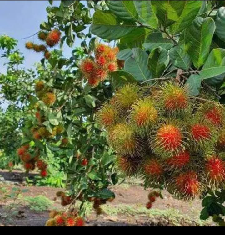 Đất thổ cư Đồng Tiến, Đồng Phú 3500m² giá 900 triệu - Cơ hội đầu tư hiếm có!