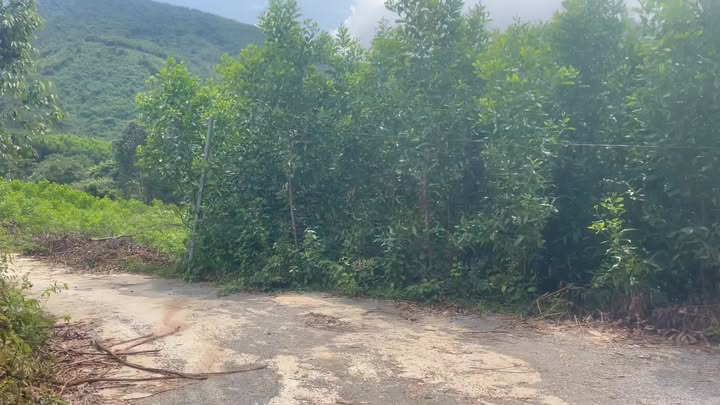 Đất trồng cây Hòa Ninh 400m² giá 4xx triệu - Đầu tư lý tưởng!