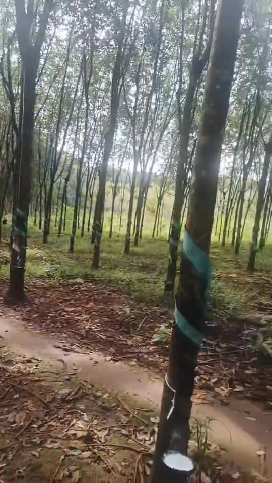 Đất nền 1ha gần chợ Bình Tân, Phú Riềng chỉ 1.5 tỷ - Cơ hội đầu tư hiếm có!