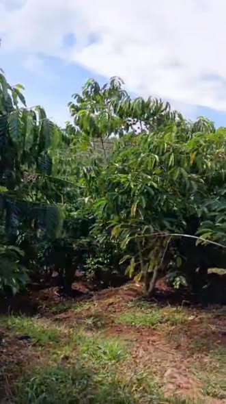 Đất vườn cafe 1465m² tại Lộc An, Bảo Lâm - Giá chỉ 1.65 tỷ!