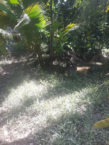 Đất nền Tiên Thủy, Châu Thành Bến Tre 500m² giá 350 triệu - Đầu tư sinh lời ngay!