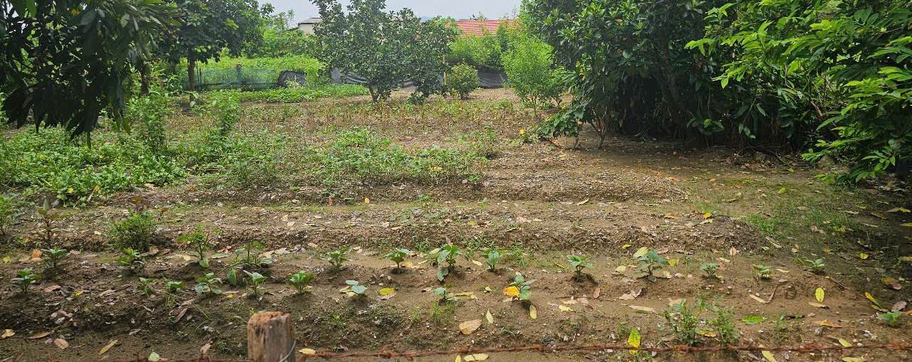 Đất nền Đông Văn, Đông Sơn 150m² giá 1.45 tỷ - Đầu tư sinh lời cao!