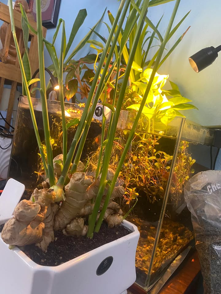 Đất nền TĐC Thanh Vinh Đà Nẵng 168m² giá 3.4 tỷ - Chính chủ bán gấp!