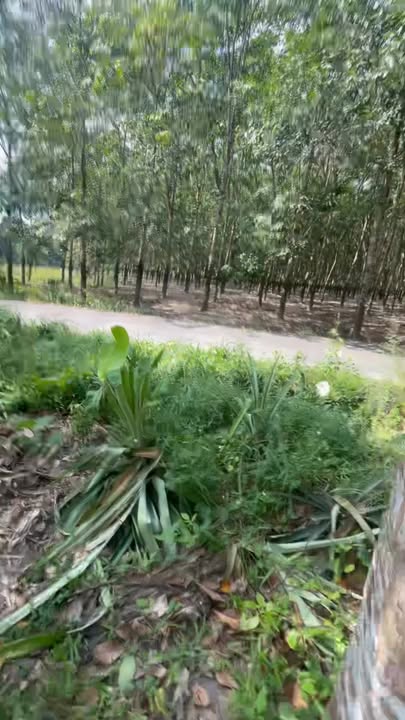 Đất thổ cư Minh Thạnh, Bình Dương 200m² giá 1.3 tỷ - Đầu tư sinh lời ngay!