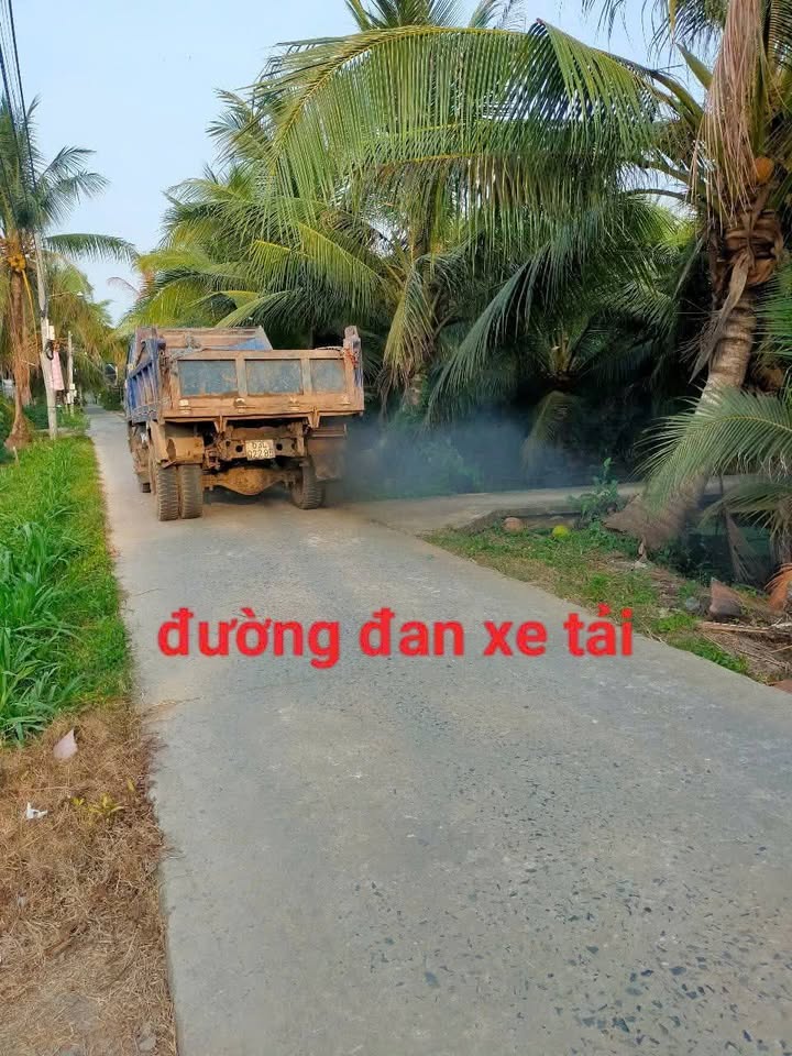 Bán vườn dừa Mã Lai 1000m² tại An Thạnh Thủy, Chợ Gạo - Đầu tư sinh lời ổn định!