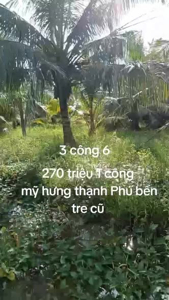 Đất vườn dừa 12,960m² tại Mỹ Hưng, Thạnh Phú - Giá thỏa thuận, sổ hồng chính chủ!