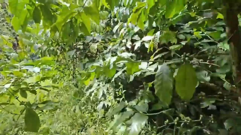 Đất nền 8000m² mặt tiền Lạc Long Quân, Lộc Nga - Cơ hội đầu tư hấp dẫn giá 5.95 tỷ!