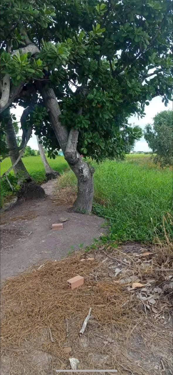 Đất nền 1500m² tại An Hòa 2, Thủ Thừa, Long An chỉ 1.3 tỷ - Đầu tư sinh lời ngay!