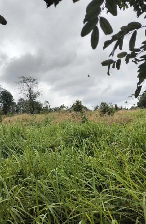 Đất nền 10ha tại Ea Ta, Cư M'gar, Đắk Lắk - Cơ hội đầu tư sinh lời!