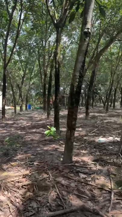 Đất vườn Long Chữ Bến Cầu 1000m² giá 330 triệu - Cơ hội đầu tư tuyệt vời!