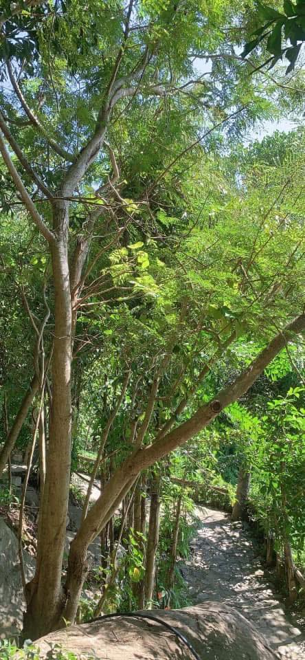 Đất nền Hòa Ninh, Hòa Vang, Đà Nẵng 1156m² giá 12 tỷ - Cơ hội đầu tư hiếm có!