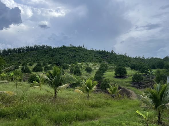 Farm Diên Thọ Diện tích 6,3ha giá 634.34 triệu - Đầu tư sinh lời!
