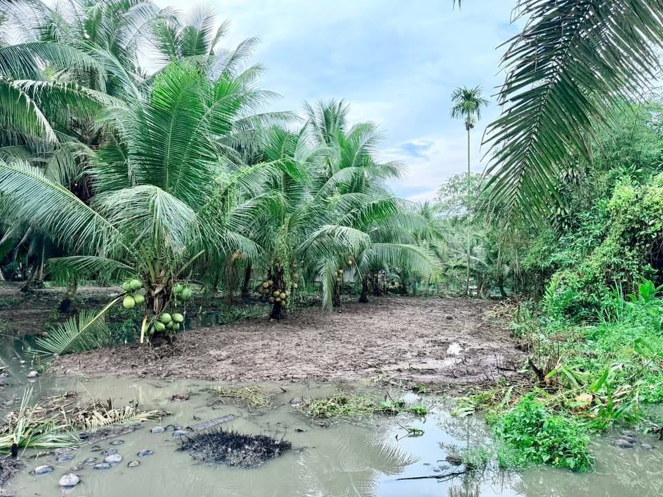 Đất nền chính chủ Tiểu Cần 389m² giá 290 triệu - Đầu tư sinh lời ngay!