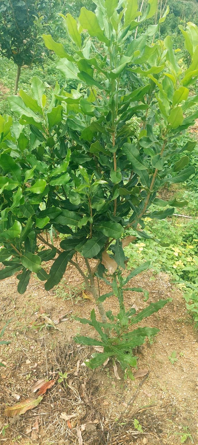 Farm Đắk Rve 8600m² giá 1 tỷ - Đầu tư tiềm năng với cây cafe và Macca