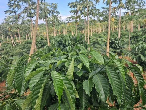 Đất 4.000m² Cà Phê Đỏ tại TDP 8 Cư Êbur, Buôn Ma Thuột - Giá Chỉ 1.4 Tỷ!