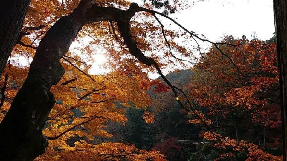 Đất 565m² Trần Cao Vân, Đà Lạt - Giá 6.85 tỷ, Sổ riêng, View đẹp!