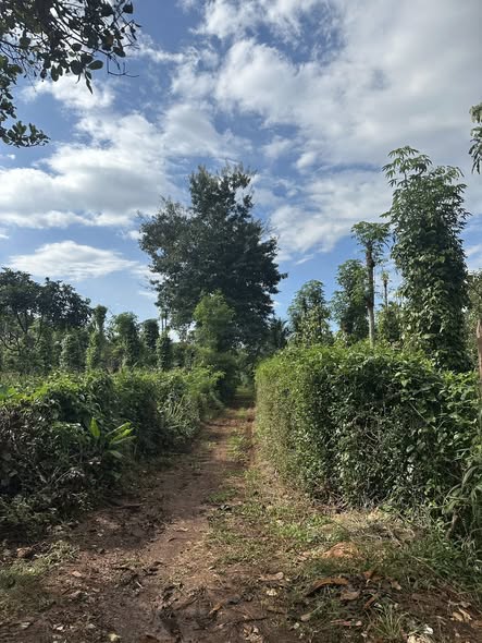 Đất nền 2 sào 5 tại Khánh Xuân - Giá chỉ 1.5 tỷ đồng, vị trí thuận tiện!