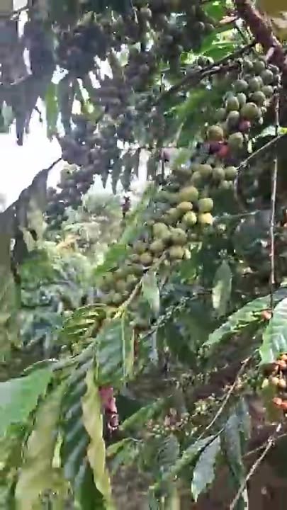 Đất nền Tân Thanh Lâm Hà 2ha giá 4.9 tỷ - Cơ hội đầu tư tốt!