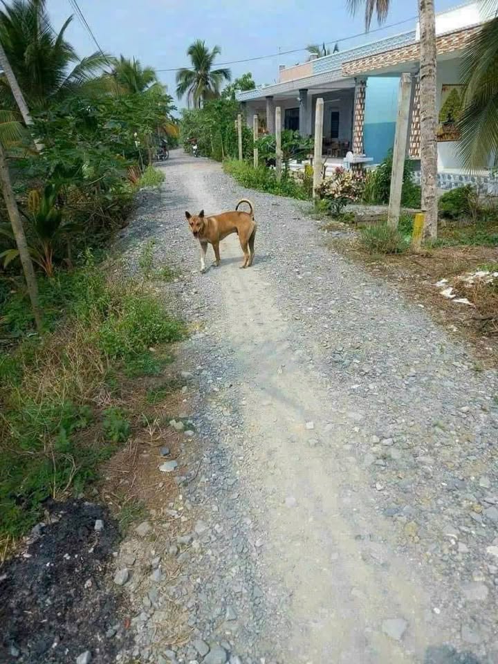 Đất thổ cư Hựu Thạnh, Đức Hòa 920m² giá 2.2 tỷ - Đầu tư sinh lời ngay!