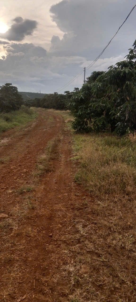 Đất nền Tân Lâm Di Linh 1ha giá 4.5 tỷ - Cơ hội đầu tư tuyệt vời!