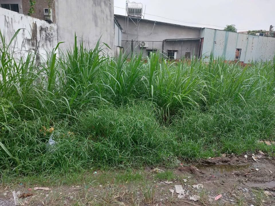 Đất thổ cư ấp 1 Tân Thạnh Đông, Củ Chi 83m² giá 1.2 tỷ - Cơ hội đầu tư hiếm có!