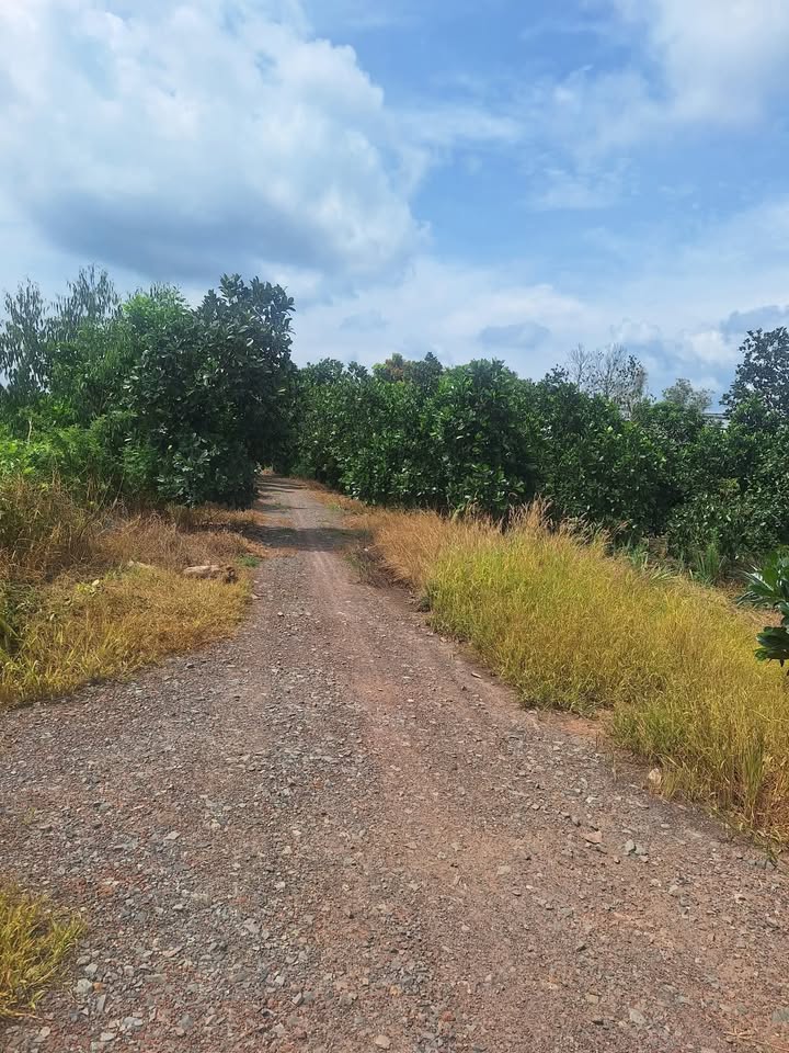 Đất lúa 126000m² xã Kiến Bình, Tân Thạnh - Giá chỉ 4.725 tỷ!