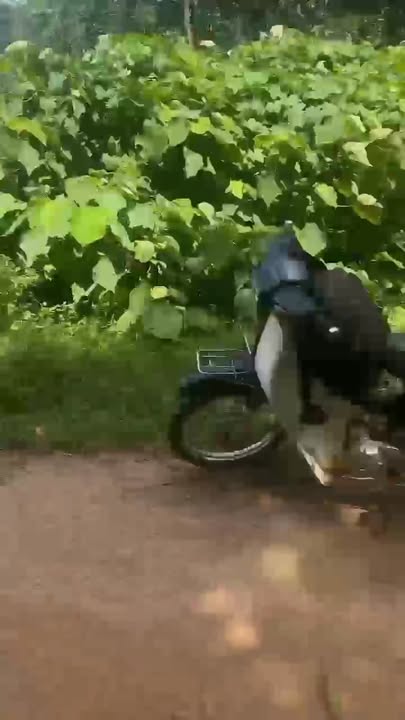 Đất rừng 7ha tại Đại Sơn, Đại Lộc - Tiềm năng đầu tư sinh lời hấp dẫn!