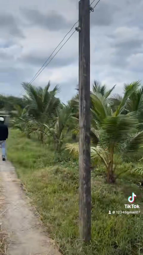 Đất nền mặt tiền 33m tại thị trấn Tầm Vu 1000m² giá chỉ 550 triệu - Cơ hội đầu tư sinh lời!