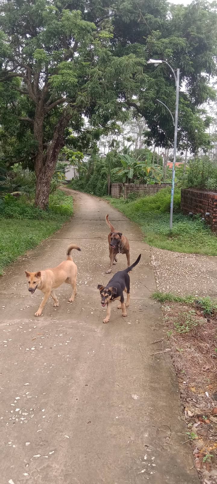 Đất thổ cư Kim Tân Thạch Thành 90m² giá chỉ 300 triệu - Cơ hội đầu tư tuyệt vời!